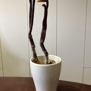 Reishi mini aranžma
